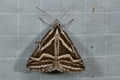 Dichromodes confluaria