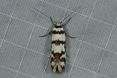 Philobota impletella