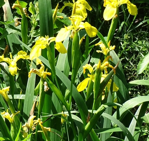 Yellow Iris
