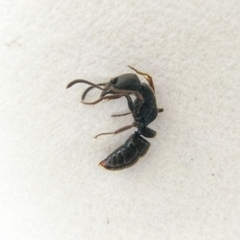 Ectomomyrmex