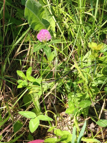 Red Clover