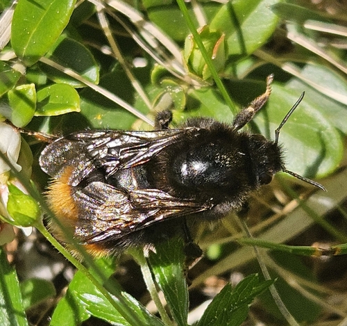 Wurflen's Bumble Bee