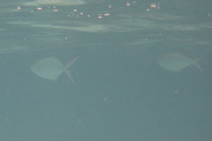 Trachinotus coppingeri