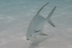Trachinotus blochii