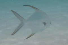 Trachinotus blochii
