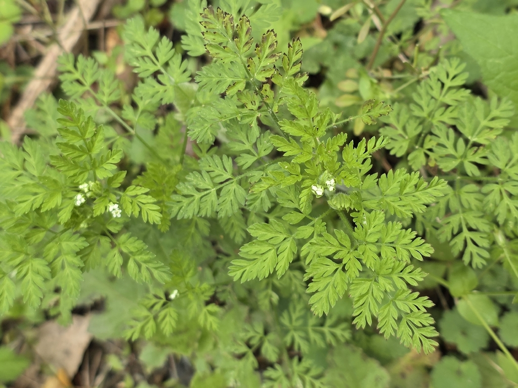 Chaerophyllum tainturieri; photograph (c) Judith Bush, some rights reserved (CC BY-SA)
