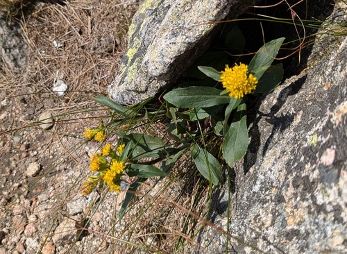 Solidago leiocarpa, photograph 5