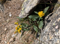 Solidago leiocarpa, photograph (c) Cam Fox, some rights reserved (CC BY)