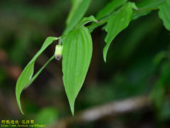 Disporum kawakamii