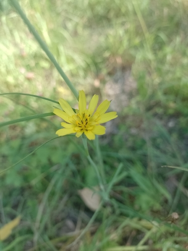 Tragopogon pratensis iNat (2)