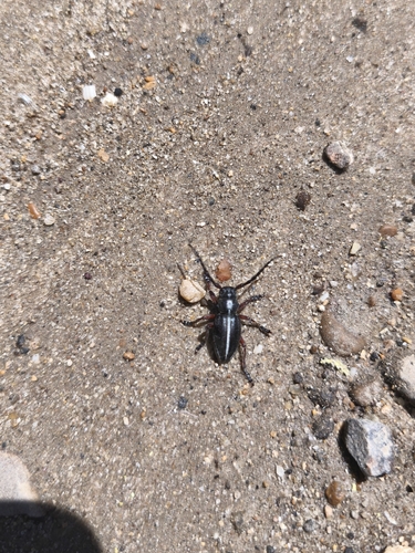 Dorcadion tauricum