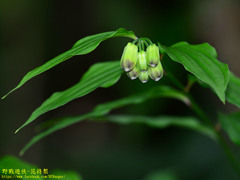 Disporum kawakamii