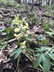 Corydalis cava marschalliana