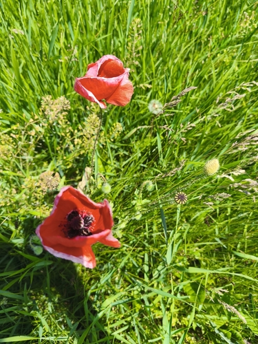 common poppy