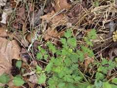 Corydalis flavula