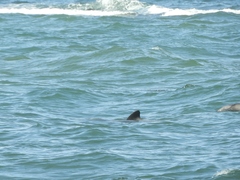 Cephalorhynchus eutropia