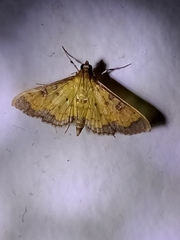 Diacme elealis