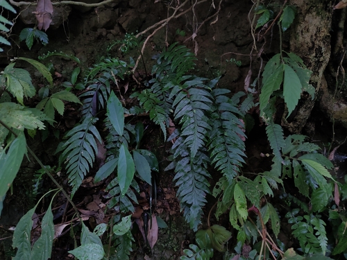 Asplenium wrightii observed 2026-05-31
