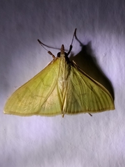 Epicorsia oedipodalis