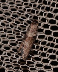 Lepidoscia heliochares