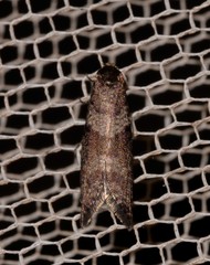 Lepidoscia heliochares