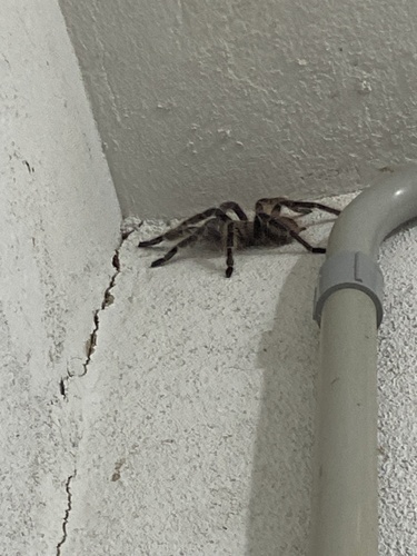 Lasiodora subcanens