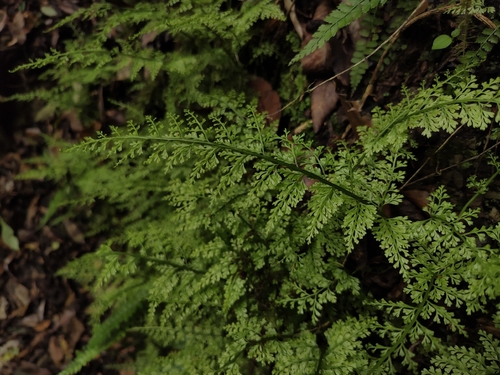 Asplenium tenuifolium, 2026-05-31