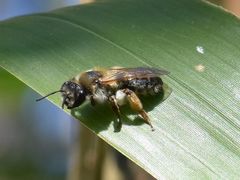 Andrena tibialis