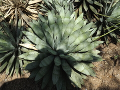 Agave macroacantha