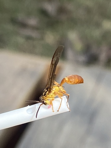 Agelaia centralis