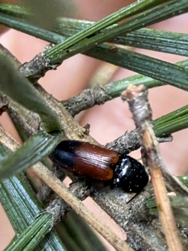 belted click beetle