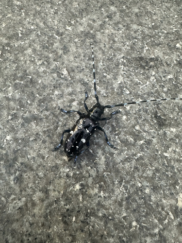 Asian Longhorned Beetle