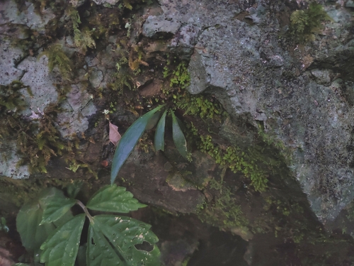 Antrophyum reticulatum observed 2026-05-31