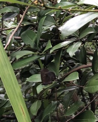 Mahathala ameria