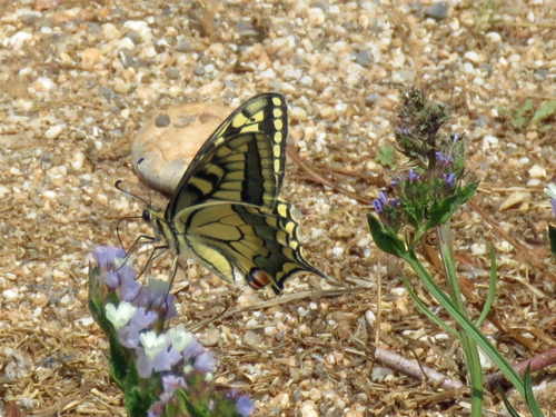 Old World Swallowtail