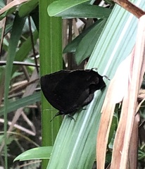 Mahathala ameria