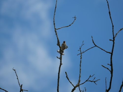 European Goldfinch