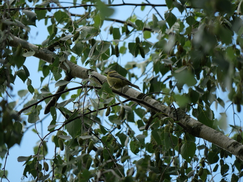 Eurasian Blue Tit