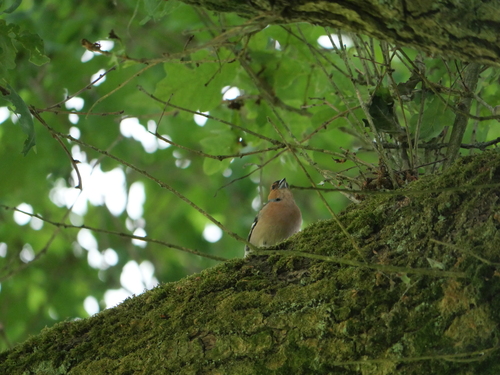 Common Chaffinch