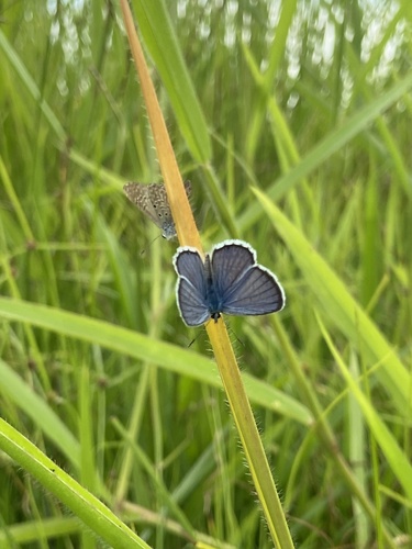 Hanno Blue