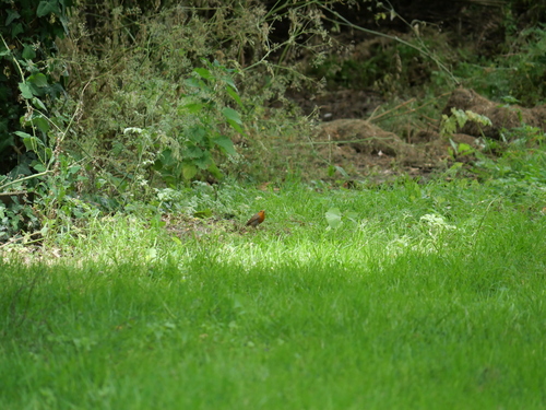 European Robin