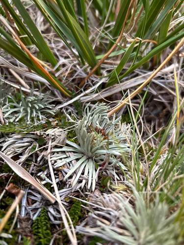 Celmisia sessiliflora
