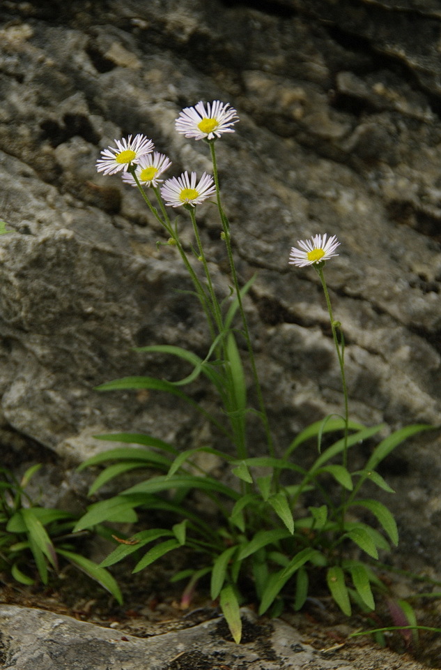 Erigeron yukonensis