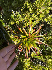 Dracophyllum menziesii, photograph (c) Jeff Young, some rights reserved (CC BY)