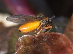 Athalia cordata