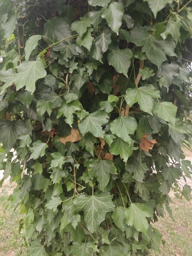 common ivy