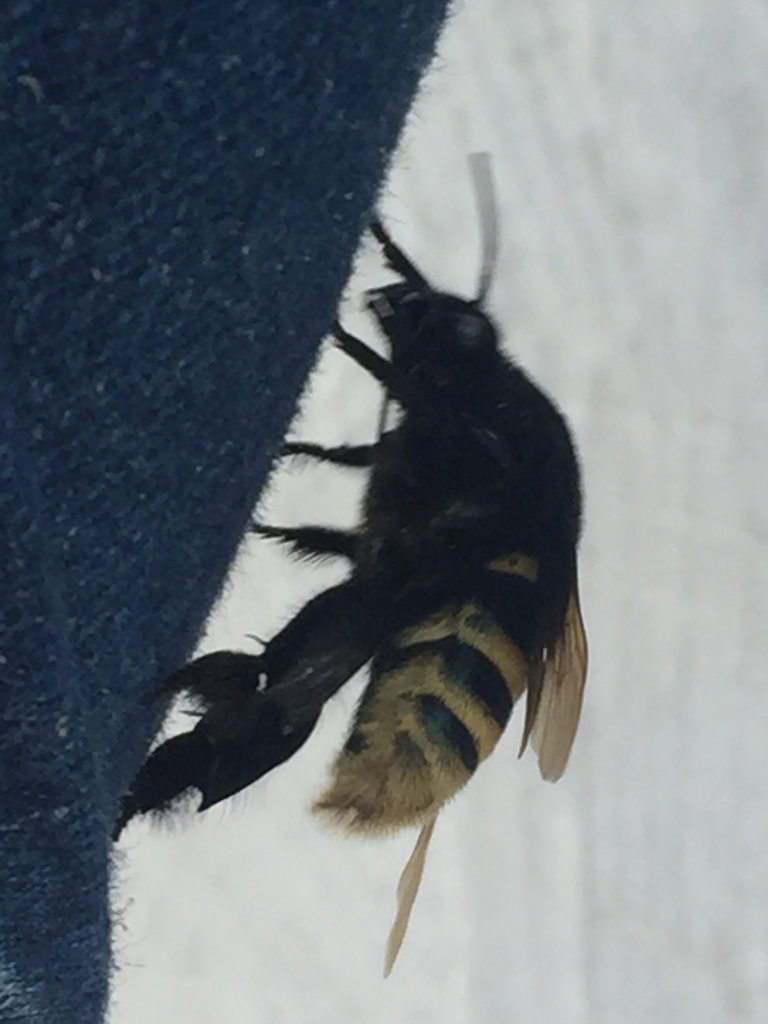 Merian's Orchid Bee