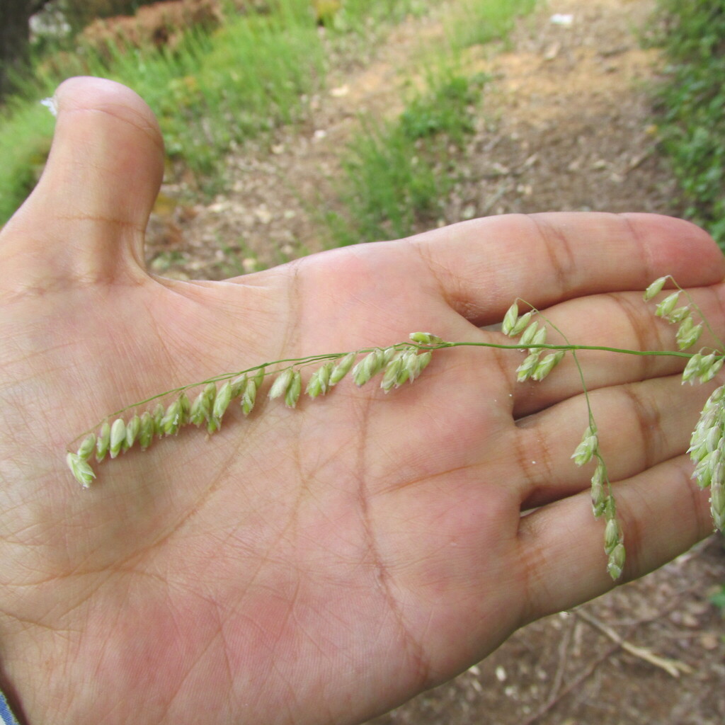 Melica minuta; photograph (c) zebedeugalinha, some rights reserved (CC BY)