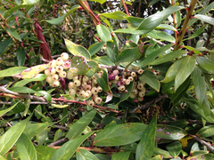 Thibaudia floribunda