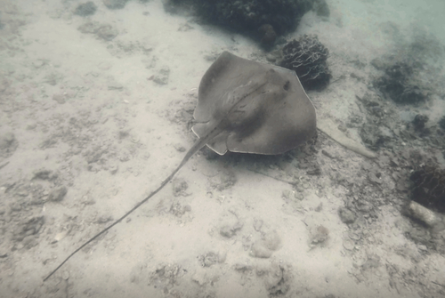 Bennett's stingray (Hemitrygon bennettii) — Dasyatidae — 4